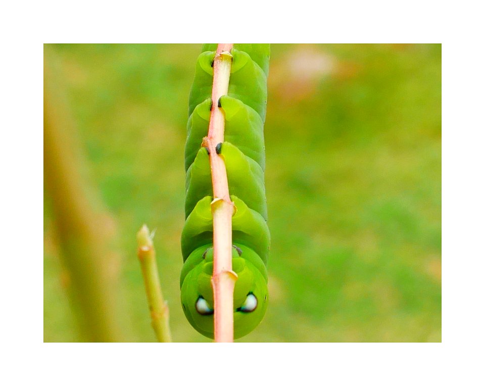 Caterpillar