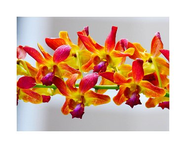 Multi-color orchid photo