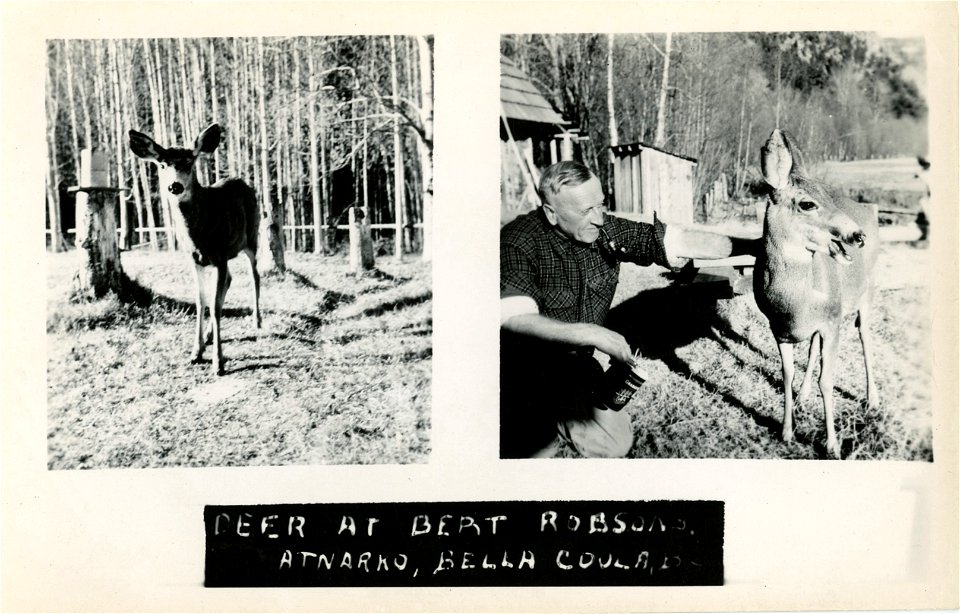 Deer, Bella Coola BC