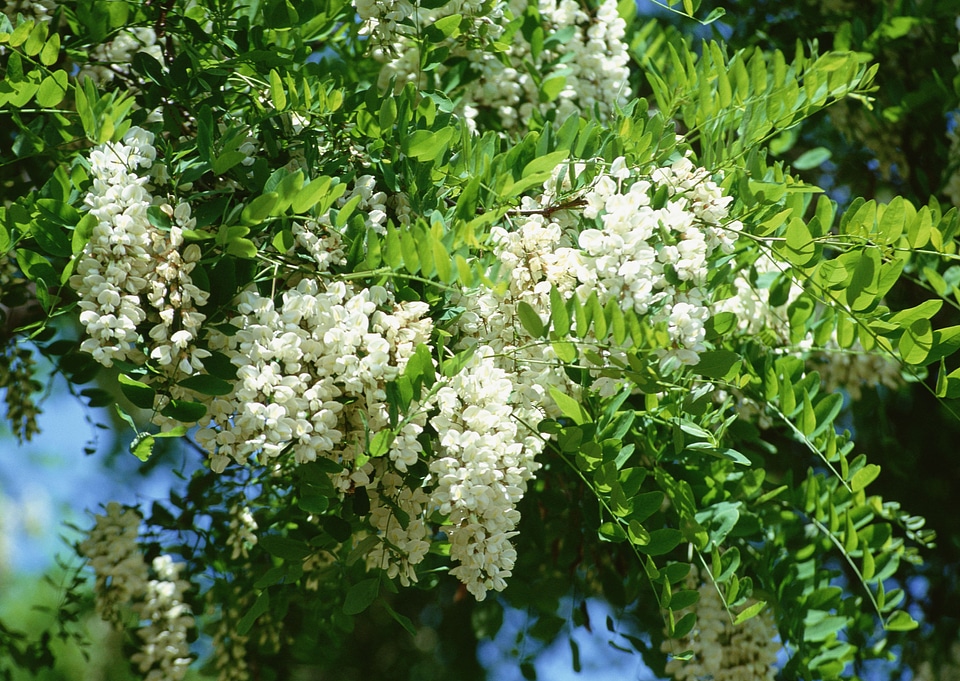 Flowering wisteria by the closeup