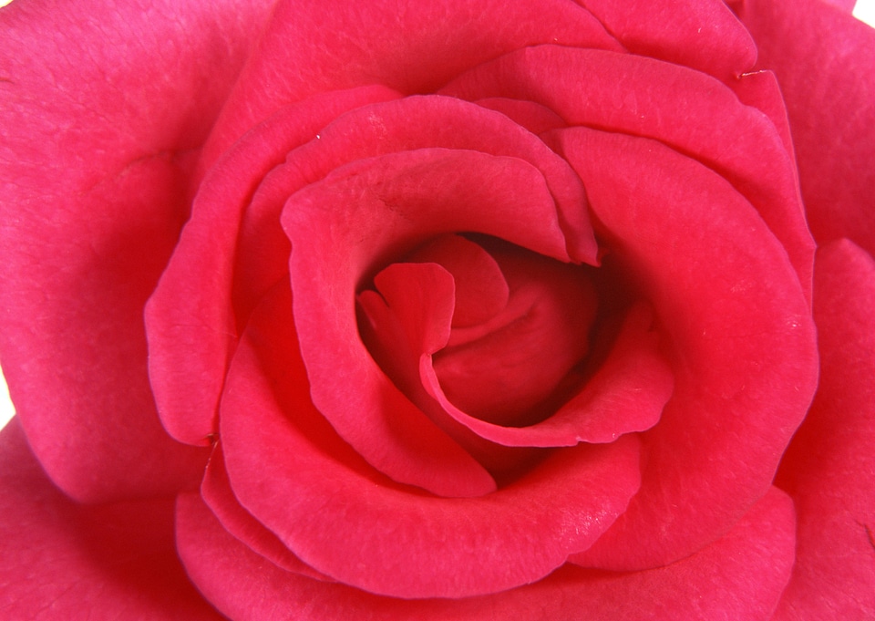 Pink rose bud macro photo