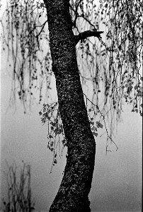 Autumn birch photo