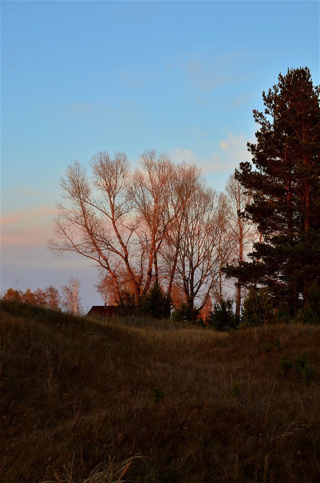autumn forest at sunset photo