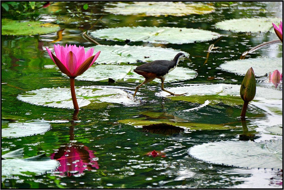 Running on water photo