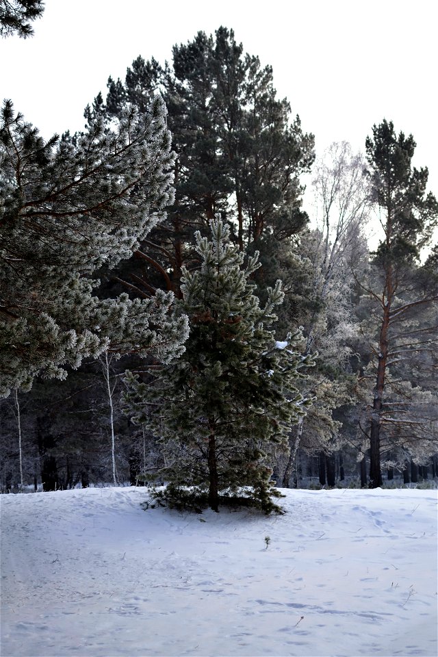 winter pine forest