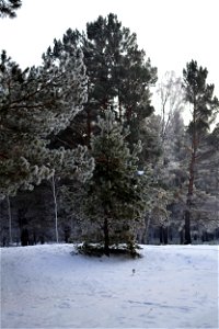 winter pine forest photo