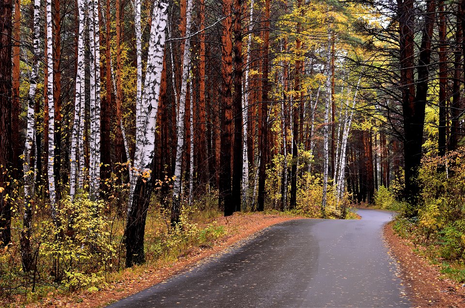 autumn forest after rain photo