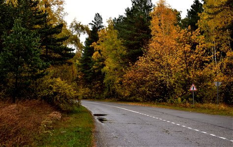 autumn forest after rain
