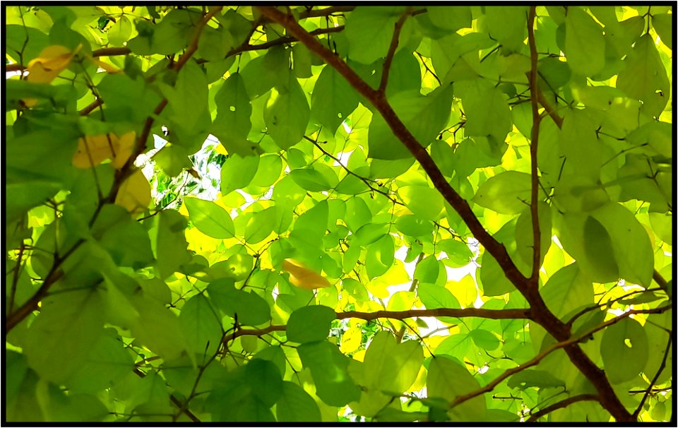 Illuminated leaves