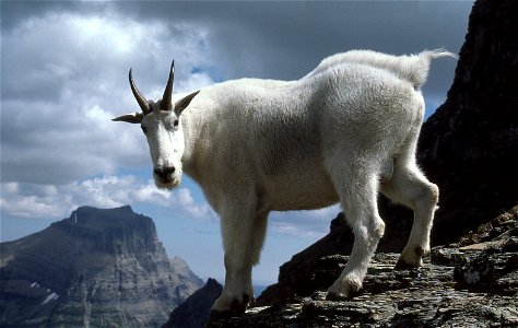 Goat on Reynolds, Glacier NP