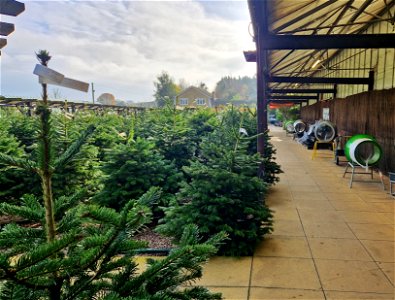 Christmas Trees, Wolden's Garden Centre, Crew's Hill photo