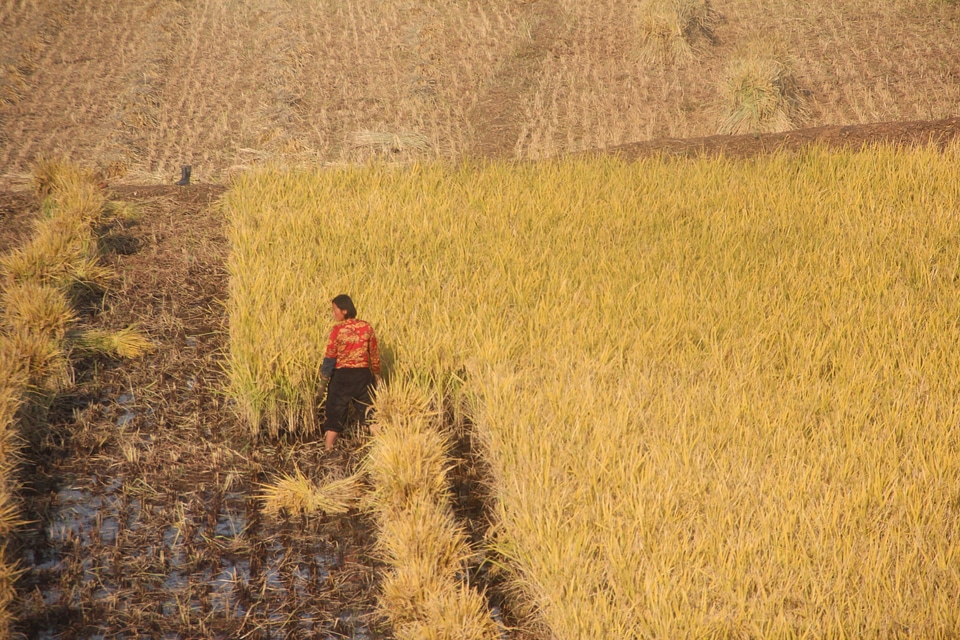 rice paddy fields in North Korea