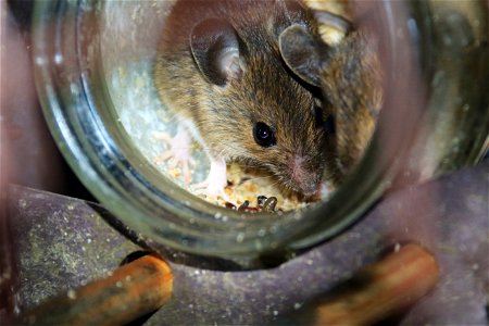 Mice on Peanut Butter photo