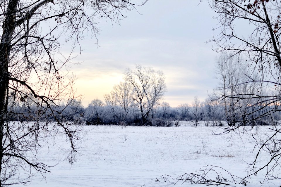 frosty morning on the river bank photo