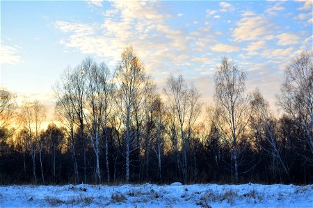 winter forest at sunset photo