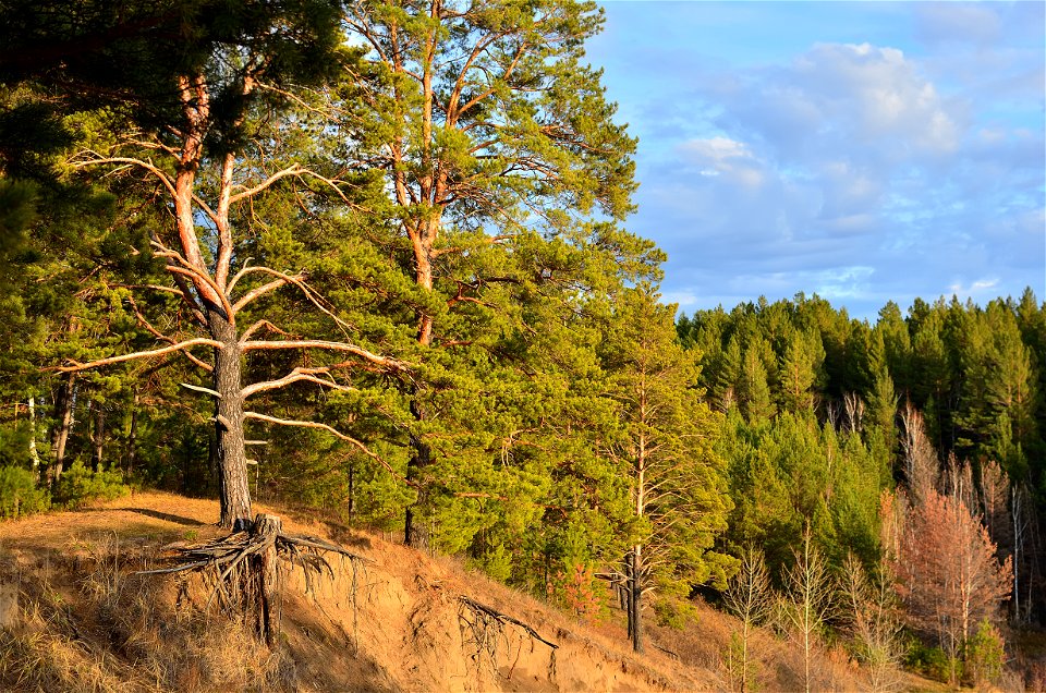 autumn forest photo