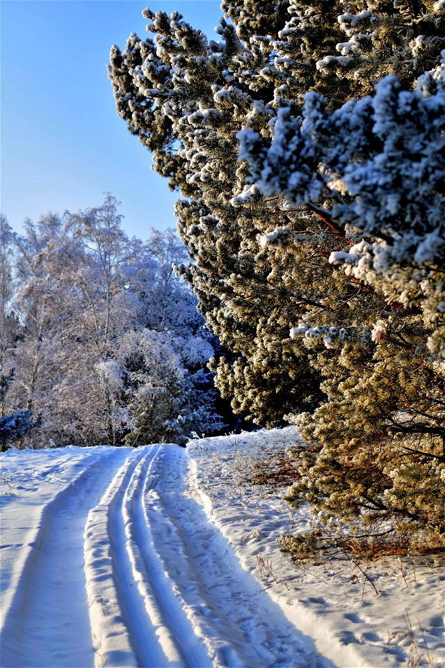the pine forest was covered with fluffy snow