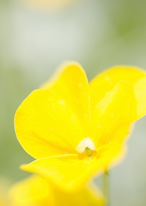 meadow yellow flower photo