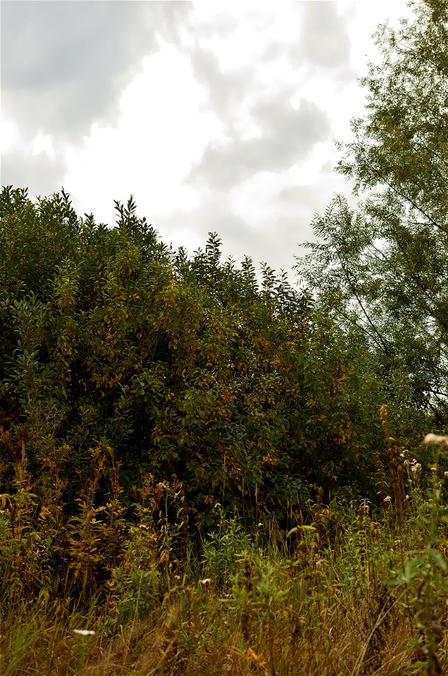 autumn forest by the river photo