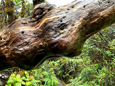 Tree branch at Mt. Ka'ala photo