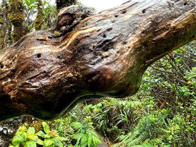 Tree branch at Mt. Ka'ala