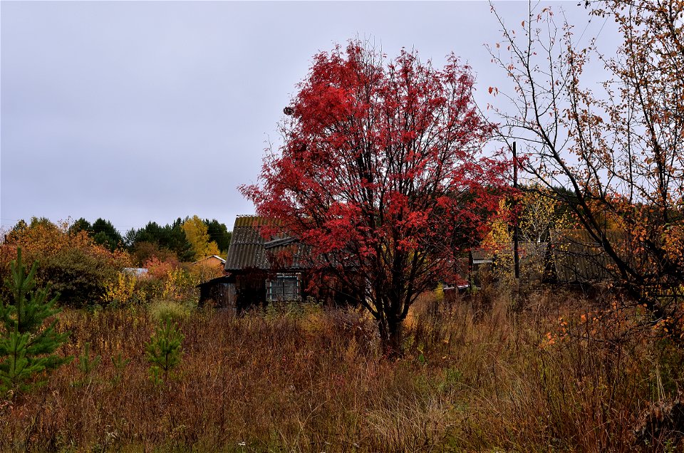 autumn forest after rain photo