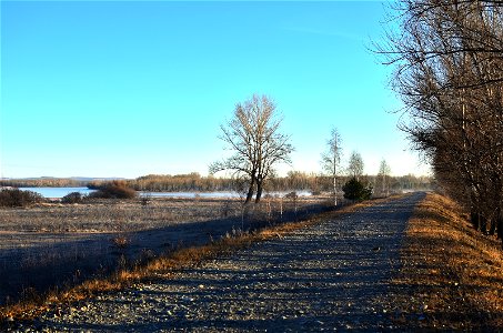 frosty morning on the river bank photo