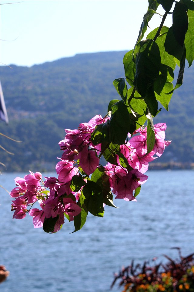 Isola Madre, Lake Maggiore