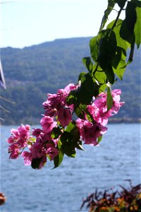 Isola Madre, Lake Maggiore