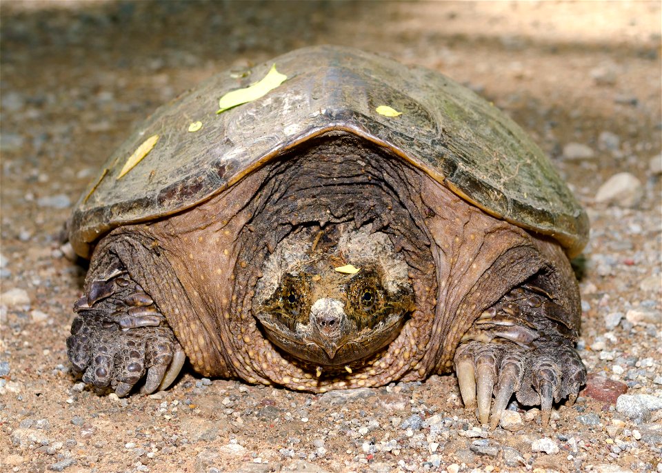 Common Snapping Turtle - Free photos on creazilla.com