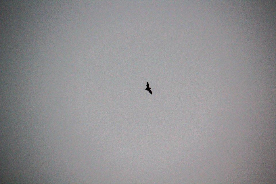 Endangered Hawaiian Hoary Bat