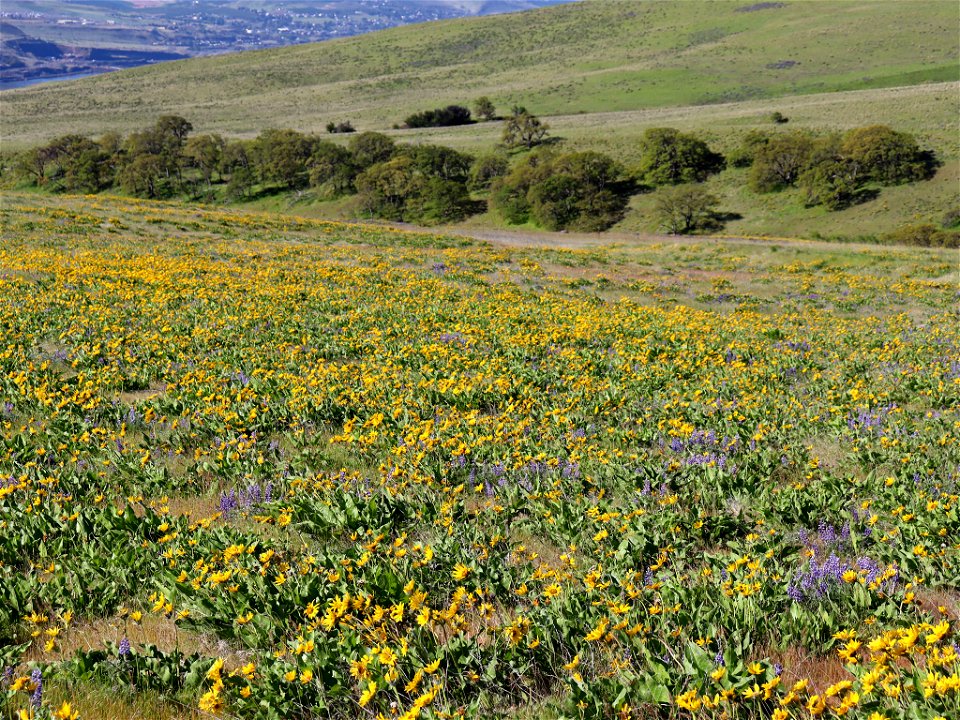 Dalles Mountain Ranch in WA