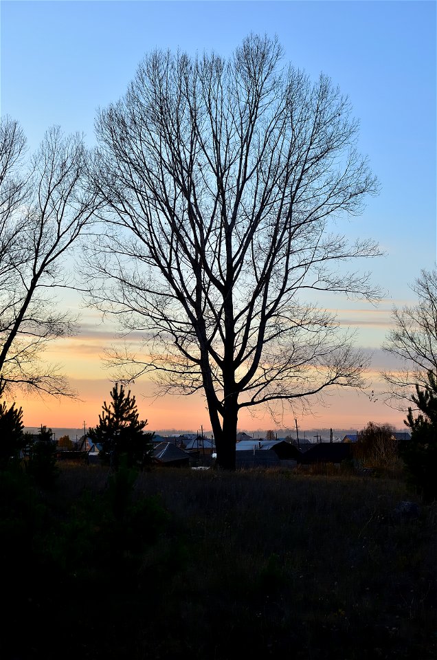 autumn forest at sunset photo