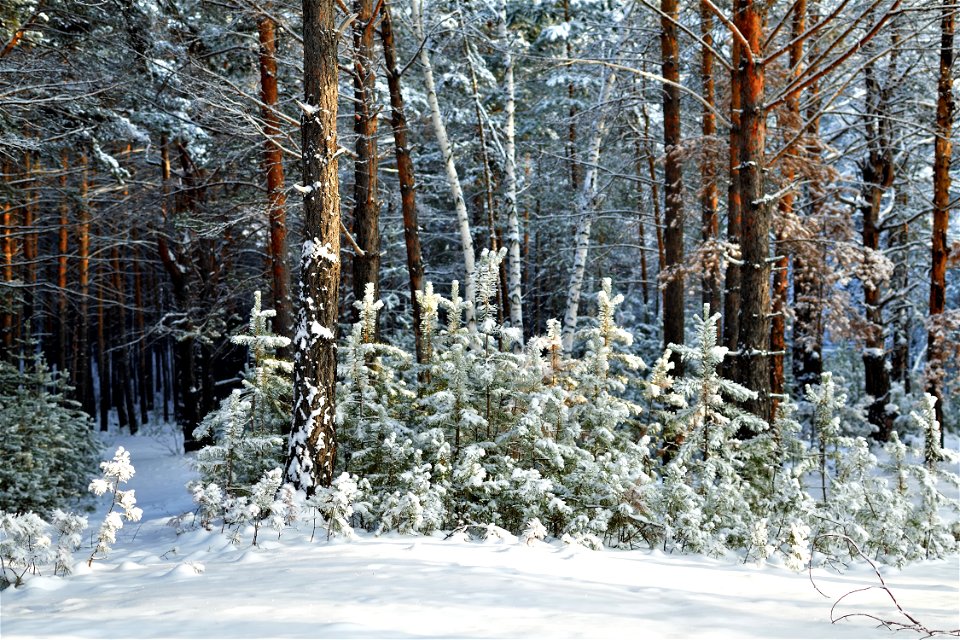 snow-covered pine forest