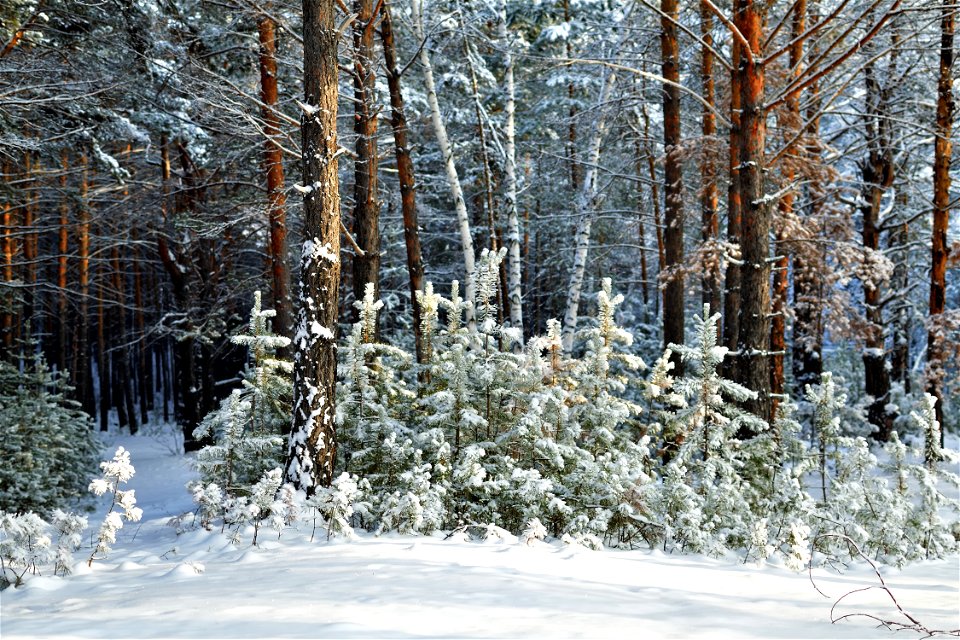 snow-covered pine forest photo