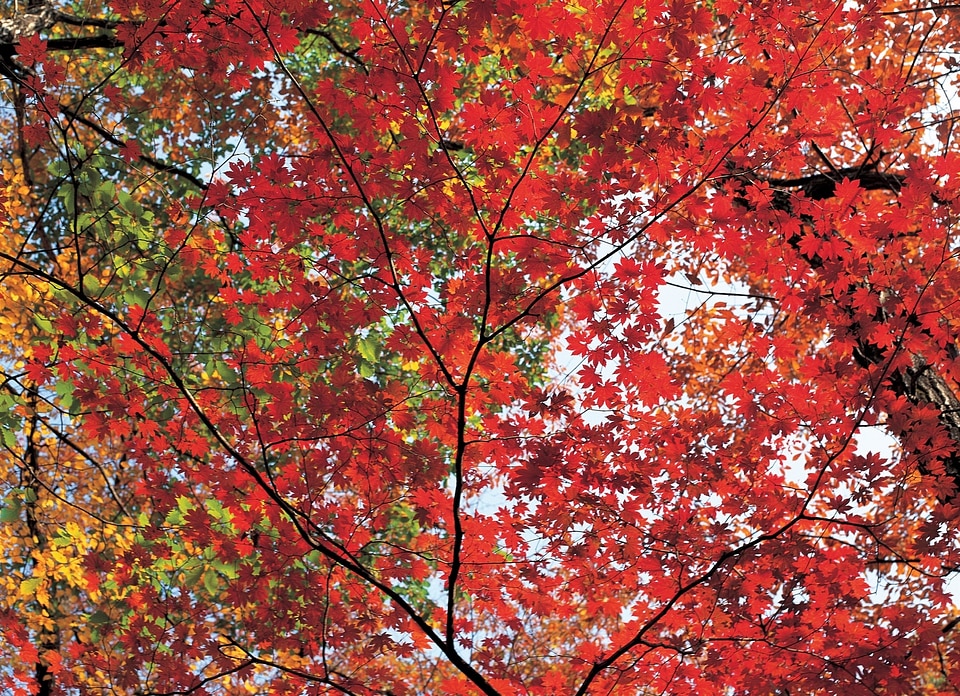 Bright colorful leaves on the branches in the autumn forest