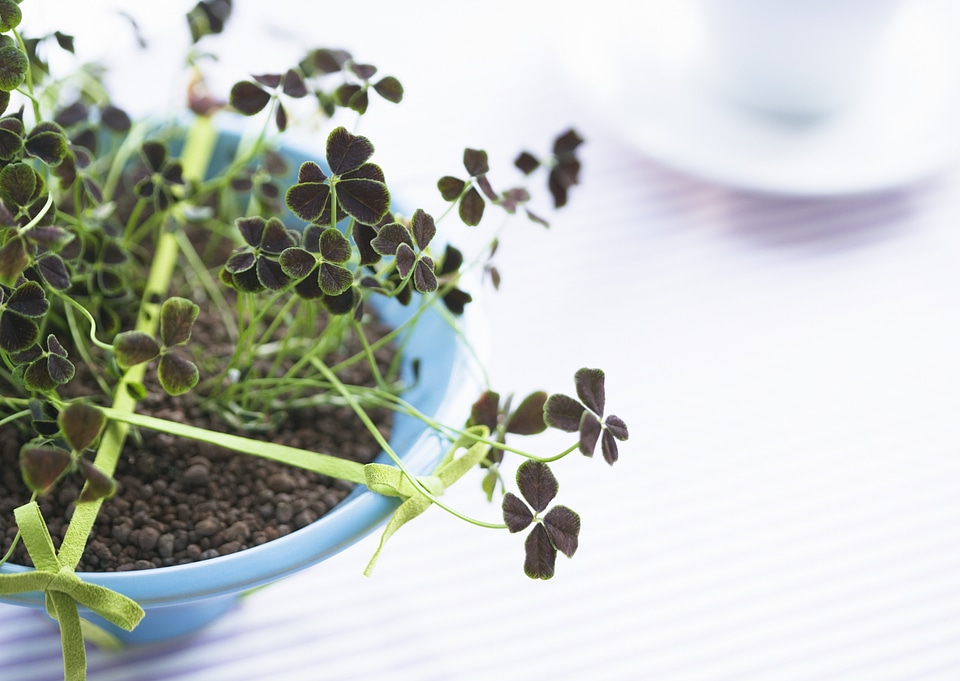 Indoor plant in vase