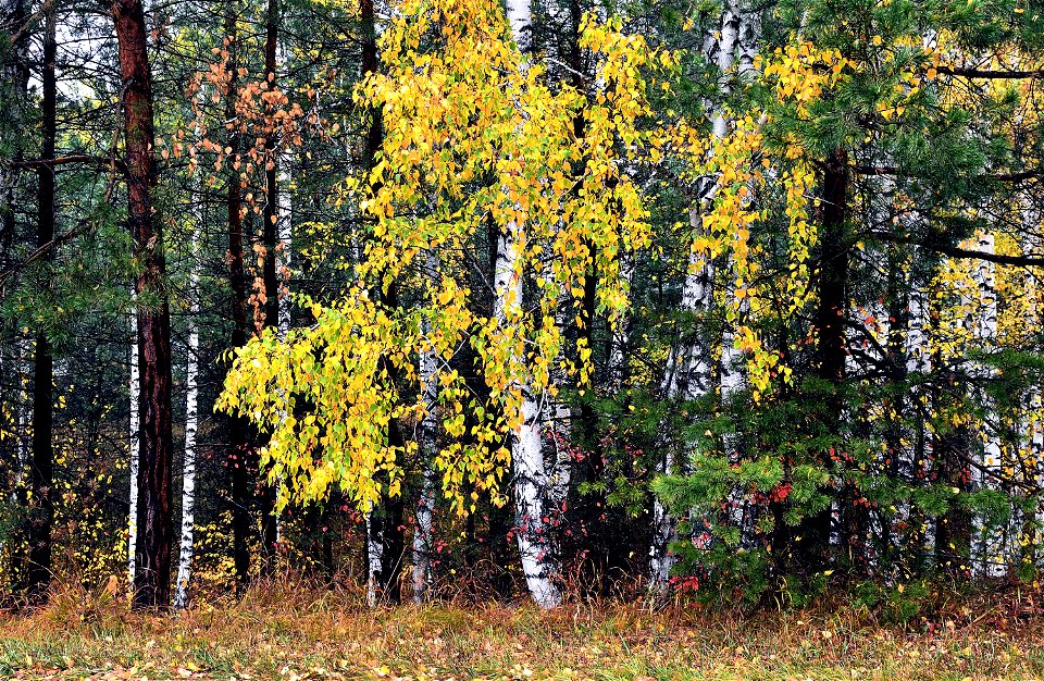 autumn forest after rain photo