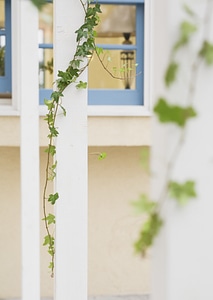 Climbing ivy window
