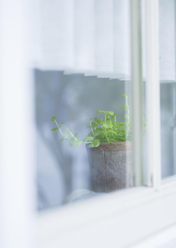 Window with flowerpot