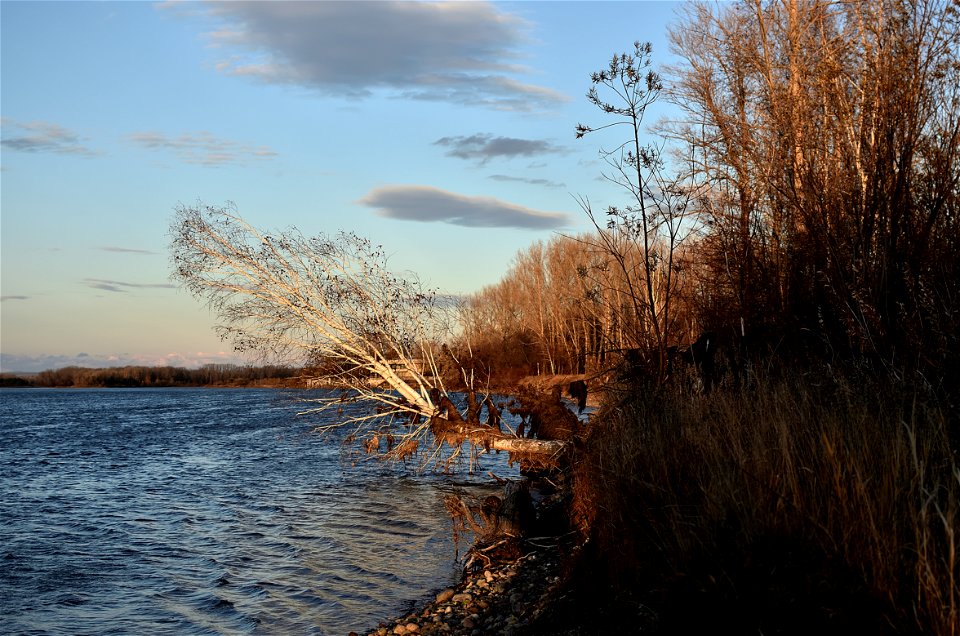 Autumn on the Yenisei River