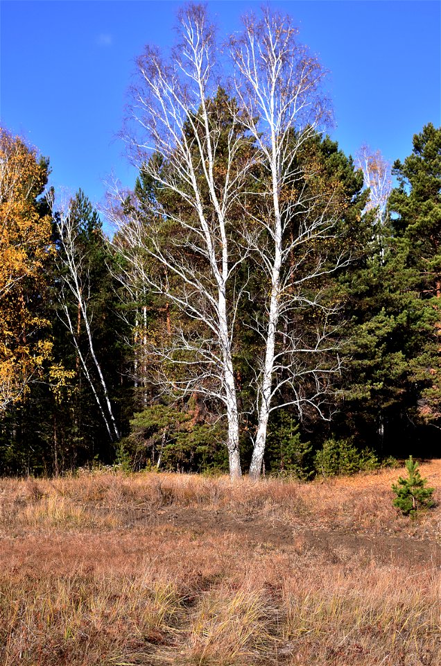 autumn pine forest photo