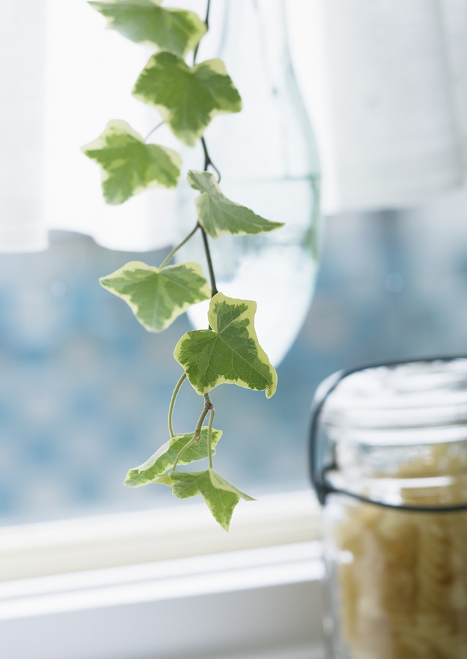 Image of the branch ivy in kitchen window close up