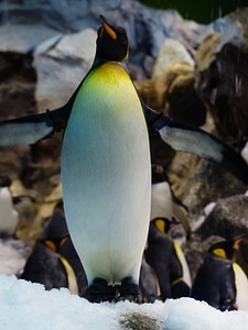 Yellow white aptenodytes patagonicus