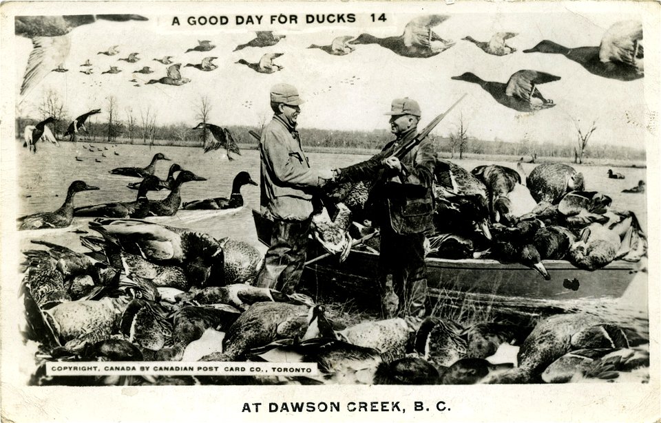 A Good Day For Ducks