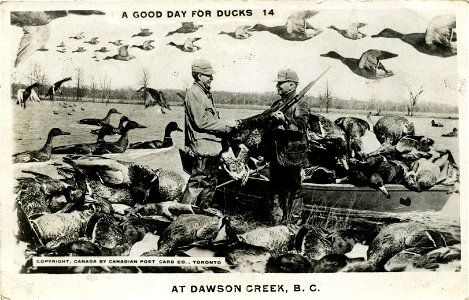 A Good Day For Ducks