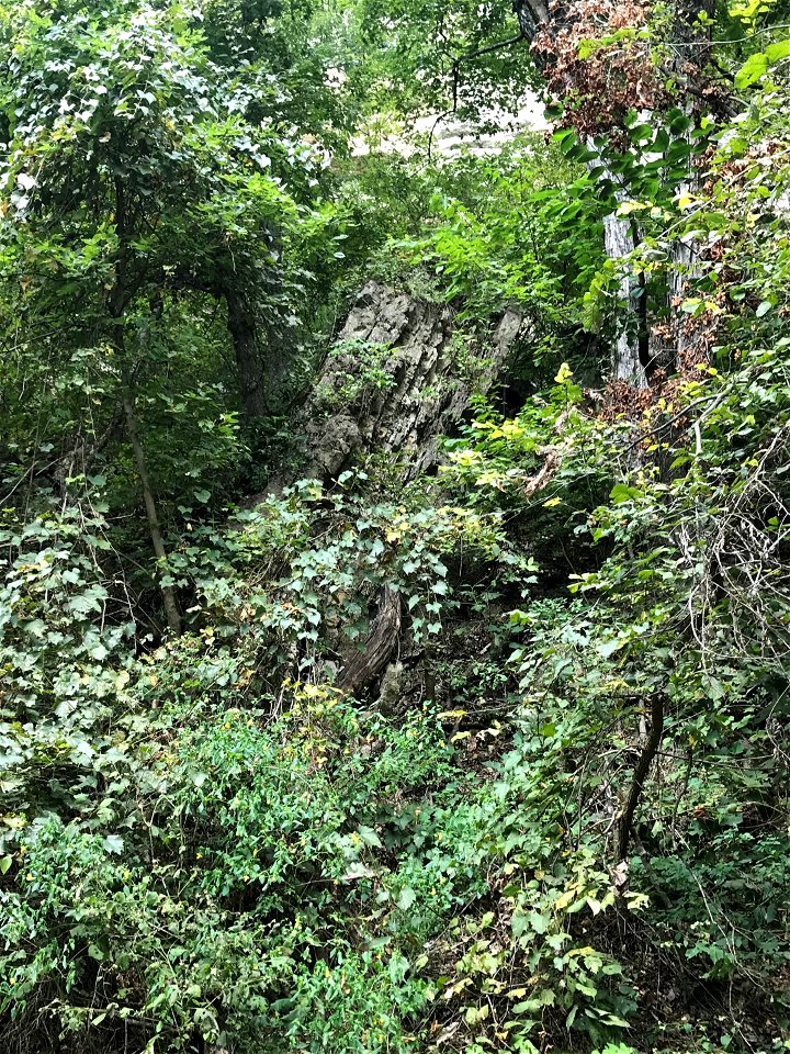 Rock Slide Area with Tilted Boulders