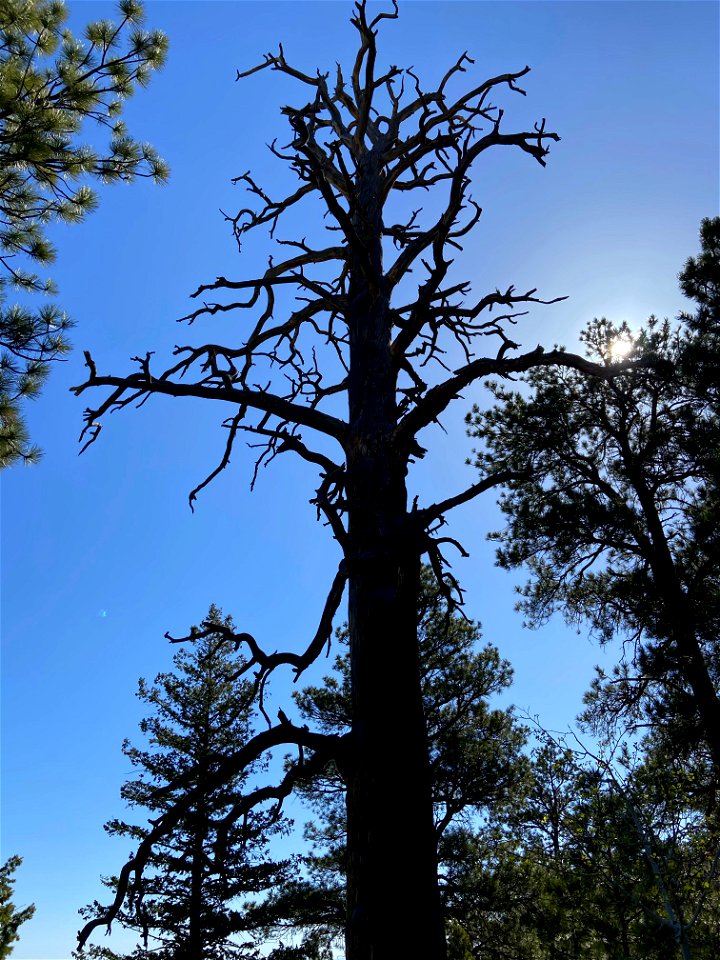 Flaming Gorge, Utah