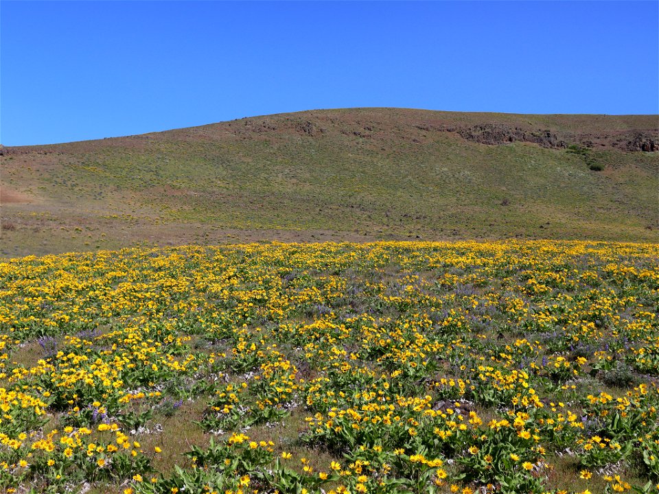 Dalles Mountain Ranch in WA