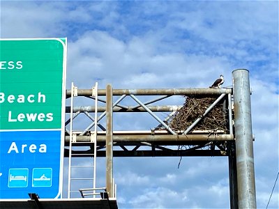 Osprey perched on a nest on a street sign photo